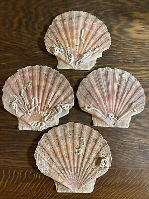 Large Flat Scallop Sea Shells Pink- Brown Normandy France Lot Of 4 • $14.99