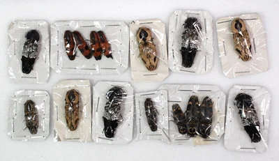£9.50 • Buy Really Nice Click Beetles From Madagascar