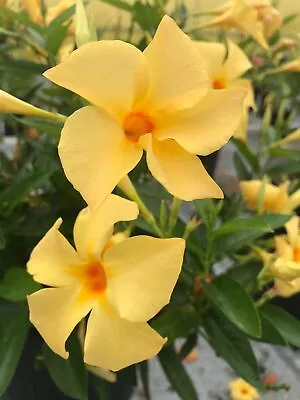 Mandevilla Sunbeam Original Starter Plant Lot Of 2 • $12.99