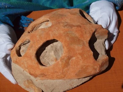 $165 • Buy Restored Fossil Turtle Skull From Kem Kem North Africa