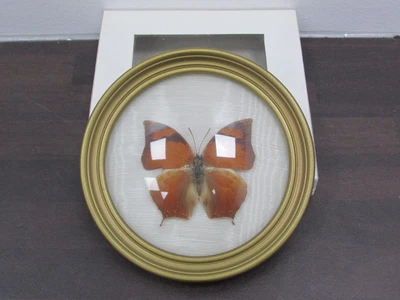 £5.50 • Buy Taxidermy Butterfly Leafwing Female Fountainea Ryphea Framed Lepidopterology