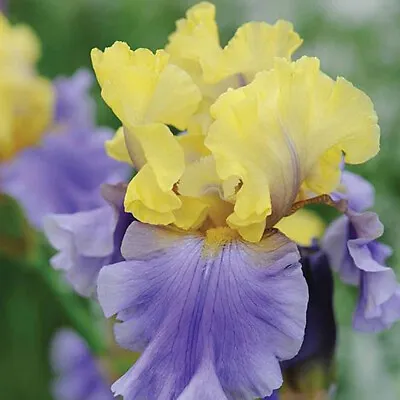 £12.99 • Buy T&M Iris Edith Wolford Bare Roots Hardy Flowering Garden Plants 1 X Bare Root