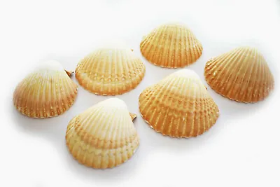 $12.99 • Buy 6 Mexican Cup Deep Scallop Shells (3-3.5 ) For Baking, Beach Crafts & Decor