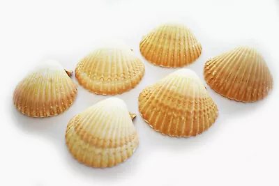 6 Mexican Cup Deep Scallop Shells (3-3.5 ) For Baking Beach Crafts & Decor • $9.99