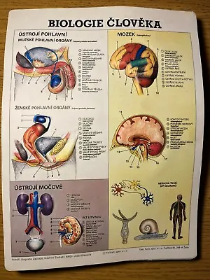 Human Biology Vintage Anatomical Plastic 3D Poster Anatomy School Chart Medical • $54.99