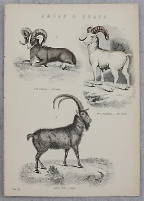 Antique 19th Century Book Plate Sheep Goats Ammon Big Horn Ibex Ram Print • $9.99