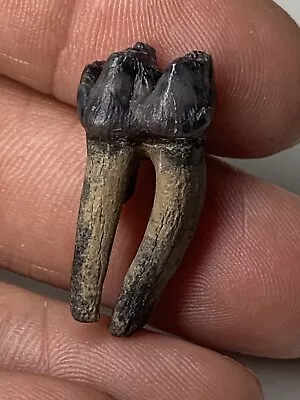 Fossil Manatee Rooted Tooth Pleistocene Marion County Florida Ocklawaha River • $29.99