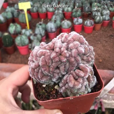 7-9cm Mammillaria Compressa Cv. Yokan Large Cactus Beautiful Succulent Plant • $27.97