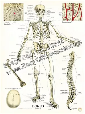 Skeleton Bones Joints Anatomy Human Poster 18  X 24  Anatomical Vintage Spine • $18
