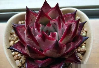 Echeveria Romeo /  Blood Diamond 3cm  Diameter Succulent  • $12