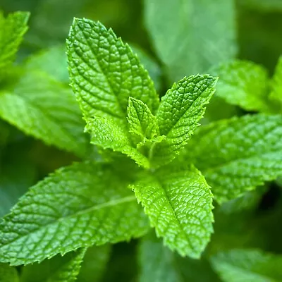 Organic 500++ Mint Peppermint  Herb Seeds NON-GMO Heirloom  2024 Season • $2.99