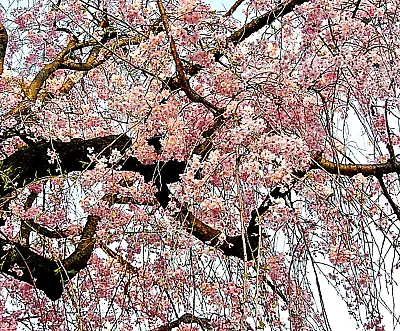 20 Japanese Cherry Blossom Tree Seeds P. Serrulata Pink Flowering Sakura Bonsai • $6.95