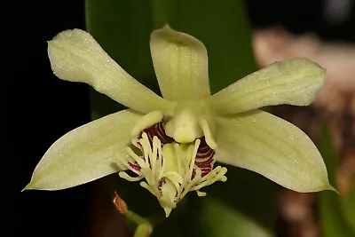 Dendrobium Delacourii Small Orchid Mounted • $28.05