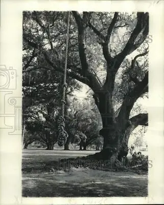 1975 Press Photo Large And Old Oak Trees On Thomas Jefferson Park - Noo31698 • $15.99