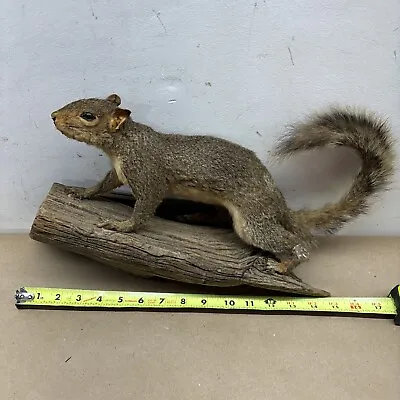 Vintage Squirrel Taxidermy Mounted On Wood • $195