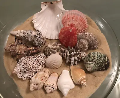 15 Mixed Large 5/10cm Exotic Natural Sea Shells Aquarium Natural Crafts Beach • £9.85