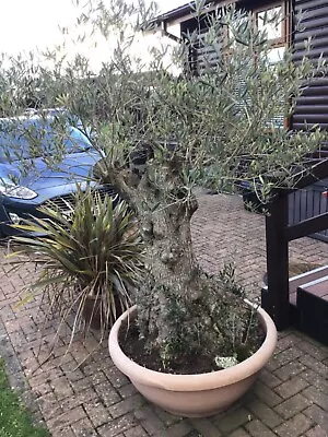 Knarled Olive Tree • £375