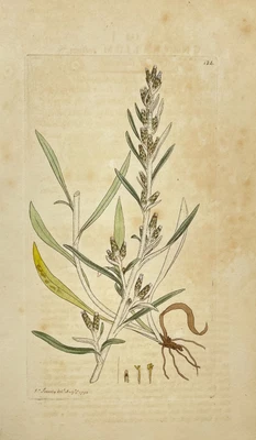 £68.67 • Buy Antique Flower Print - Botanical Art Print - Gnaphalius - James Sowerby