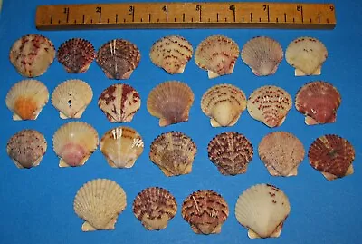 50 Calico Scallop Natural Sea Shells 1 1/4 - 1 1/2” Beach Decor Crafts *x-23 • $13.50