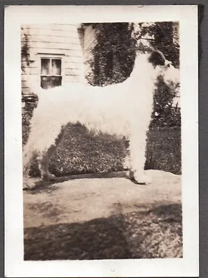 Vintage 1930's Welsh Wire Fox Terrier Dog Mary Crane Somers New York Old Photo • $7.99