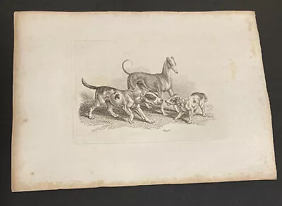 £4 • Buy Etching By Samuel Howitt DOGS