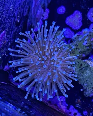 Live Coral Frag Absolutely Fish Naturals Long Polyp Sarco Leather Wysiwyg • $29.99