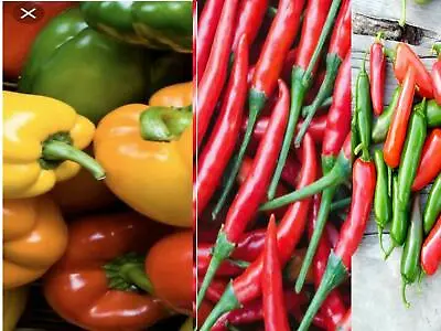 £1.59 • Buy Deree Pepper & Chilli Seeds Sow Garden Treasure Indoors Outdoors