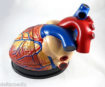 New Professional Educational Jumbo Heart Anatomy Medical Model IT-045 ANGELUS • $64.95