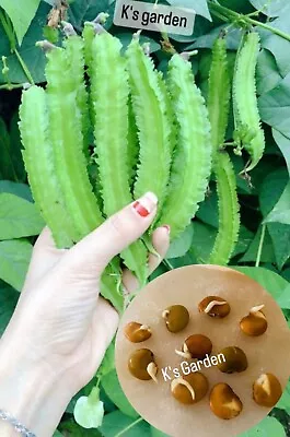 15+pcs Winged Bean Seeds Dragon Bean ĐẬu RỒng NgẮn NgÀy -harvest After 70 Days • $4.99