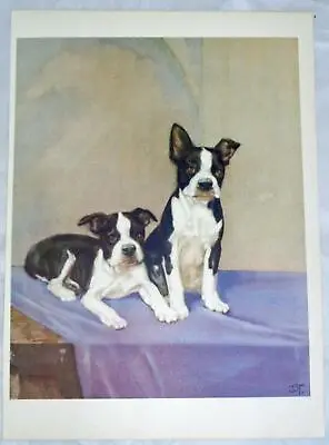 Boston Terriers Bulldogs 1932 Dog Print Diana Thorne Vintage Art  Free Shipping • $16.99