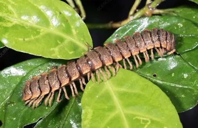 2ct Live Flatback Millipedes •Insects• Reptile• Bioactive• Enclosure• Terrarium• • $15