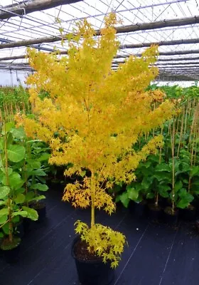 Acer Tree BI-HOO Japanese Yellow Maple Rare 3Lt Pot XXXL Delivered To Your Door • £28.99
