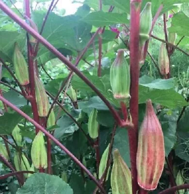 Okra Seeds Hill Country Red Okra Seeds Vegetable Okra Seeds High Yield Red Okra • $2