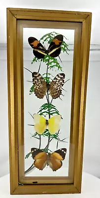 Vintage Mounted 4 Butterfly Display Framed Under Glass 13 1/2  X 5 1/2  • $49.99