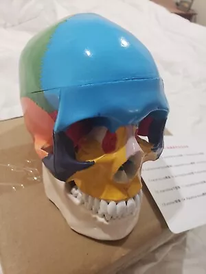 Life Size Colorful Human Skull Model Anatomical Anatomy Medical Teach Skeleton • $35