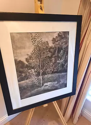 Original Framed Signed Charcoal Drawing Of Young Poplar Tree 62cm X 70cm • £45