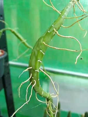 £18 • Buy Selenicereus Urbanianus  Monstruosa, Very Rare Cactus!, Succulent CUTTING 15cm