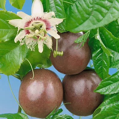 £2.20 • Buy Passion Fruit Vine Edulis X20 Seeds