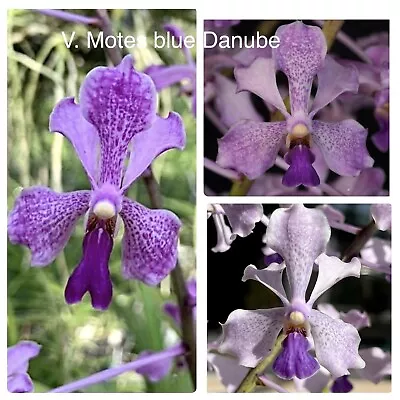 V. Motes Blue Danube   Blue Purple Flowers Vanda Orchid • $25