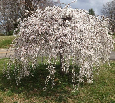 £69.99 • Buy Yedoensis Weeping Japanese Flowering Cherry Tree 4-5ft Tall In A 7.5 Litre Pot