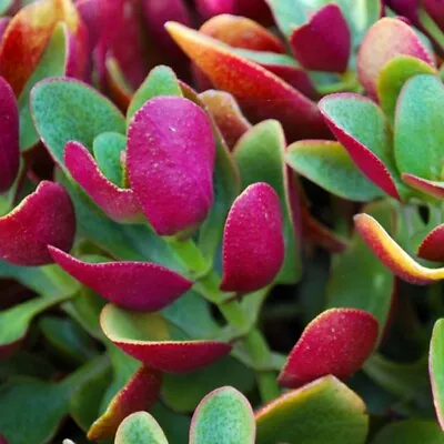 Crassula  Purple Dragon  Cutting/Rooted Succulent Bulk Sale 5 For $5!!! • $5