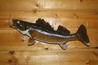 Real Skin Mount Walleye Pike Northern Musky Sauger Fish Taxidermy FW38 • $169