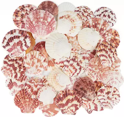 30 PCS+ Scallop Shells Natural Seashell1.5 -2.5  Natural Scallop Shells Small S • $19.99