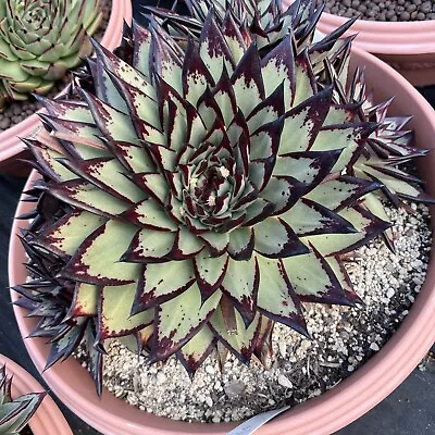 Echeveria Agavoides Ebony ( Huntington Garden Form) X1 Pup (cutting)Succulent • $80