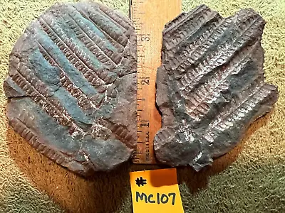 Mazon Creek Fossil   Multiple Fern Plate !!  #MC107  See Photos !! • $35