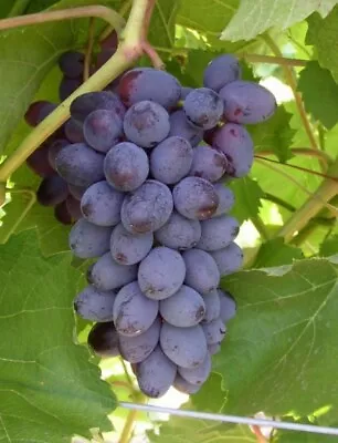 5pcs Jupiter Seedless Muscat Table Grape Cuttings 无核玫瑰香 麝香葡萄 US Seller • $19.90