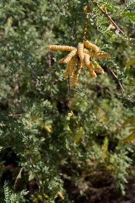 Prosopis Pubescens SCREW BEAN MESQUITE TREE Seeds! • $4.99