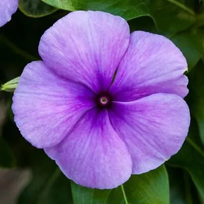 Vinca Seeds 25 Seeds Vinca Blockbuster Blue F1 Seeds • $4.75