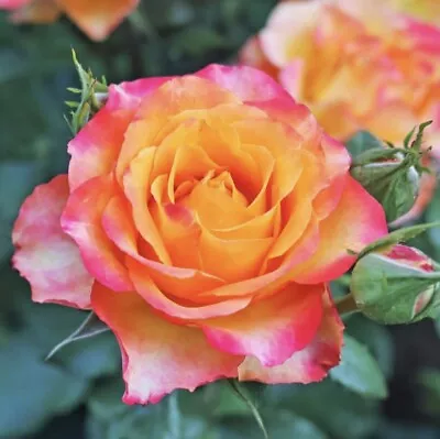 Broadway ROSE Bush Live Starter Plant HYBRID T!  Bare Root!!! Grows Fast!! • $29.99