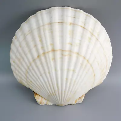 Scallop Shells 4 Pieces Large 6-6 1/4  Serving Baking Beach Decor Crafts • $19.86